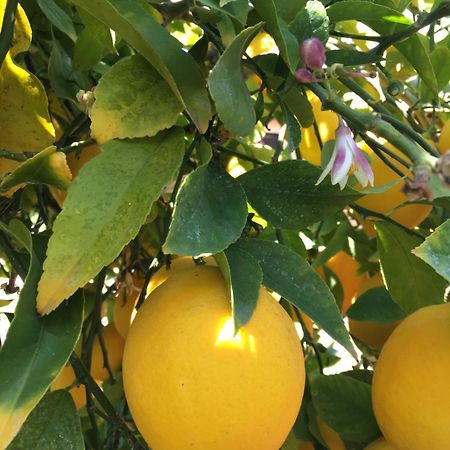 Lemon Tree Donji Seget Exterior foto