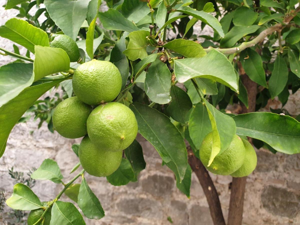 Lemon Tree Donji Seget Exterior foto