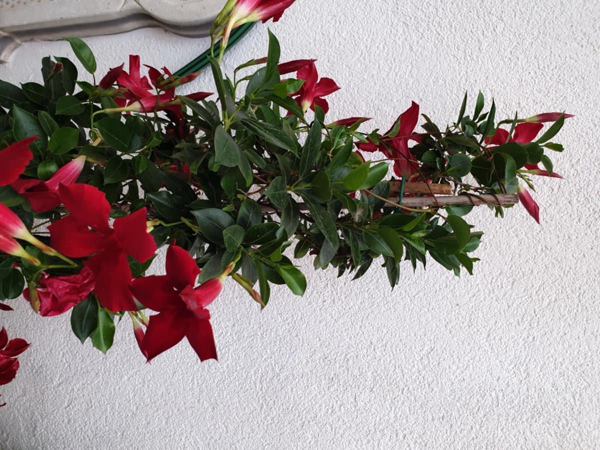 Lemon Tree Donji Seget Exterior foto