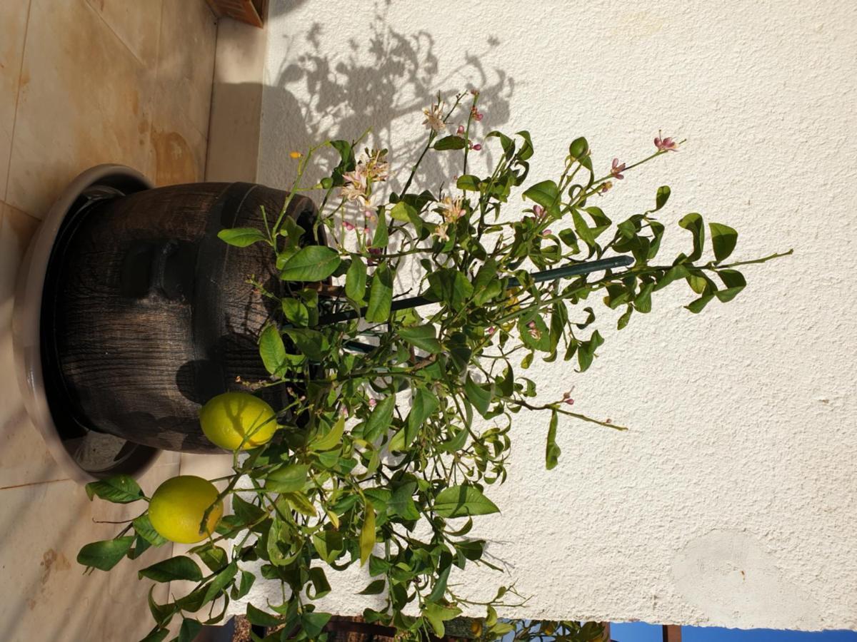 Lemon Tree Donji Seget Exterior foto